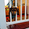 dog, puppy, black_and_tan, floppy_ears, wide_eyes, harness, dog_tag, bone_tag, porch, railing, outdoor, house, wicker_furniture, rug, wooden_floor, red_tiles, flowers, evening_light, pet, portrait
