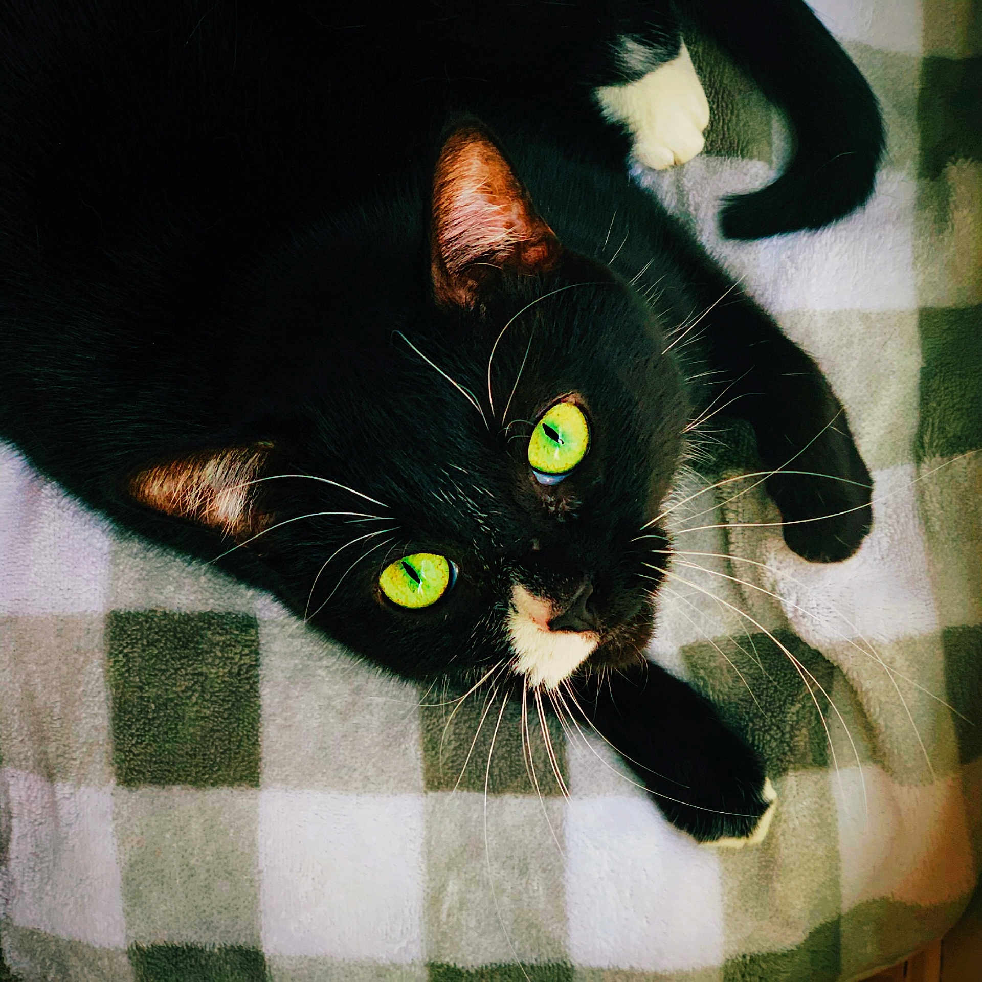 Pepper joined the competition — help win amazing prizes! abyssinian, animal, bed, bedroom, blackcat, blanket, cat, couch, furniture, homedecor, indoors, kitten, linen, manx, person, pet, quilt, room, sleeping, towel