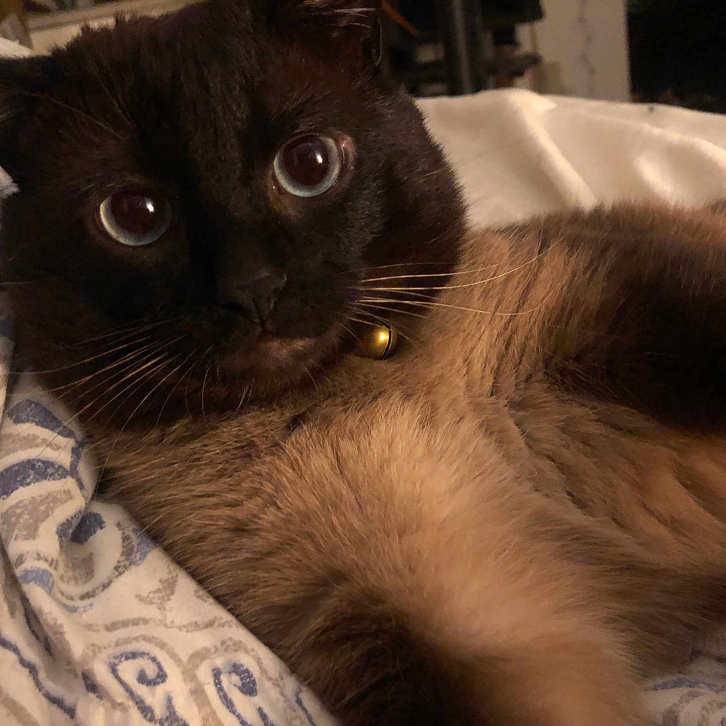 Zori is registered to the contest to win money with this photo: abyssinian, animal, bed, blackcat, blanket, cat, furniture, kitten, manx, pet, quilt, siamese