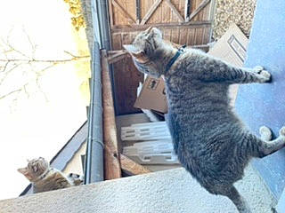 Sultano participe au concours pour gagner de l'argent avec cette photo : carnivore, cat, claw, domestic_short_haired_cat, felidae, fur, paw, small_to_medium_sized_cats, tail, terrestrial_animal, twig, whiskers, wildlife, window, winter, wood