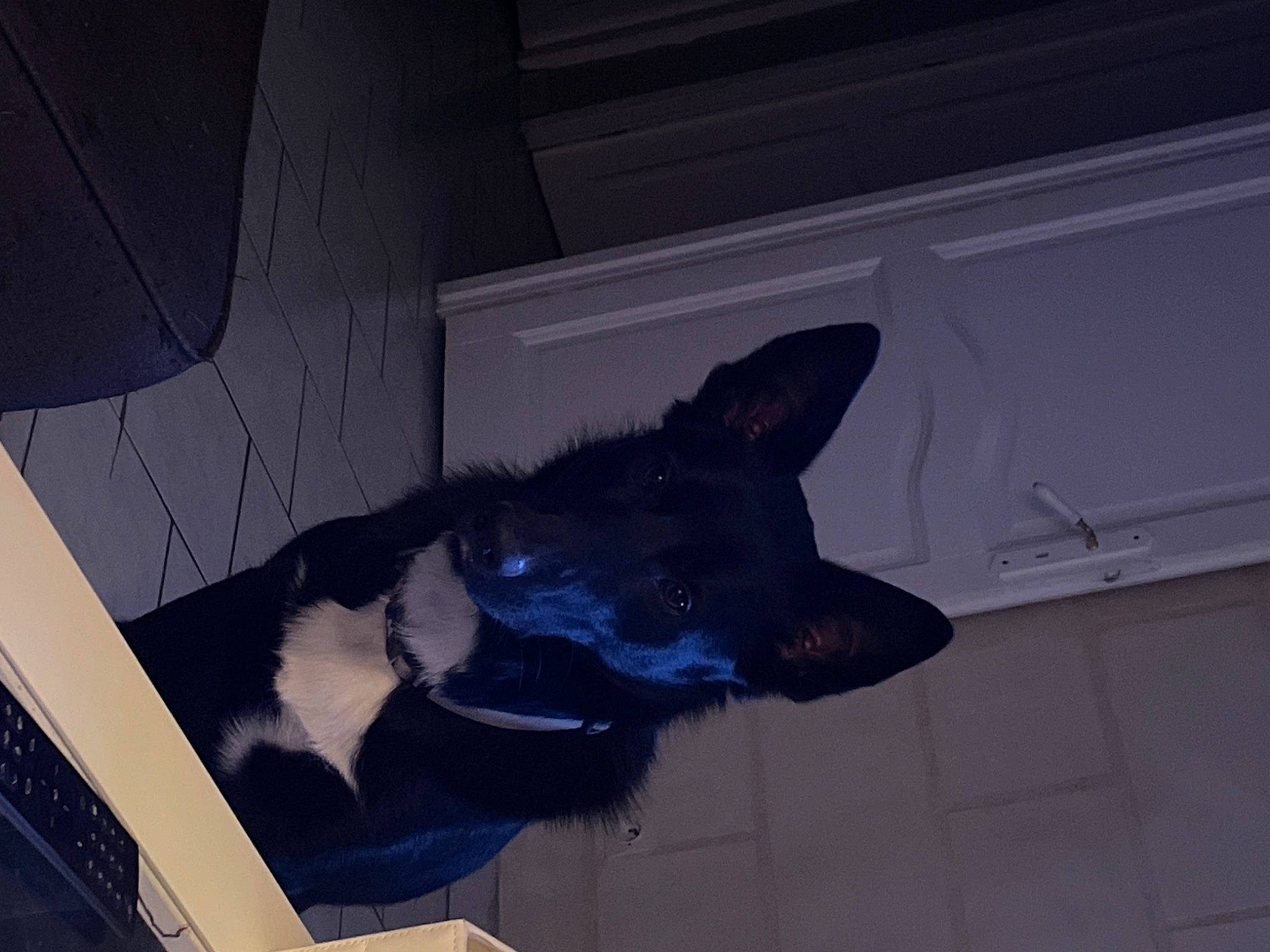 Ivar a rejoint le concours — aidez-le/la à gagner de superbes lots ! canidae, carnivore, companion_dog, dog, dog_breed, ear, electric_blue, fawn, felidae, fur, grey, guard_dog, non_sporting_group, small_to_medium_sized_cats, snout, sporting_group, tail, tints_and_shades, whiskers, working_animal