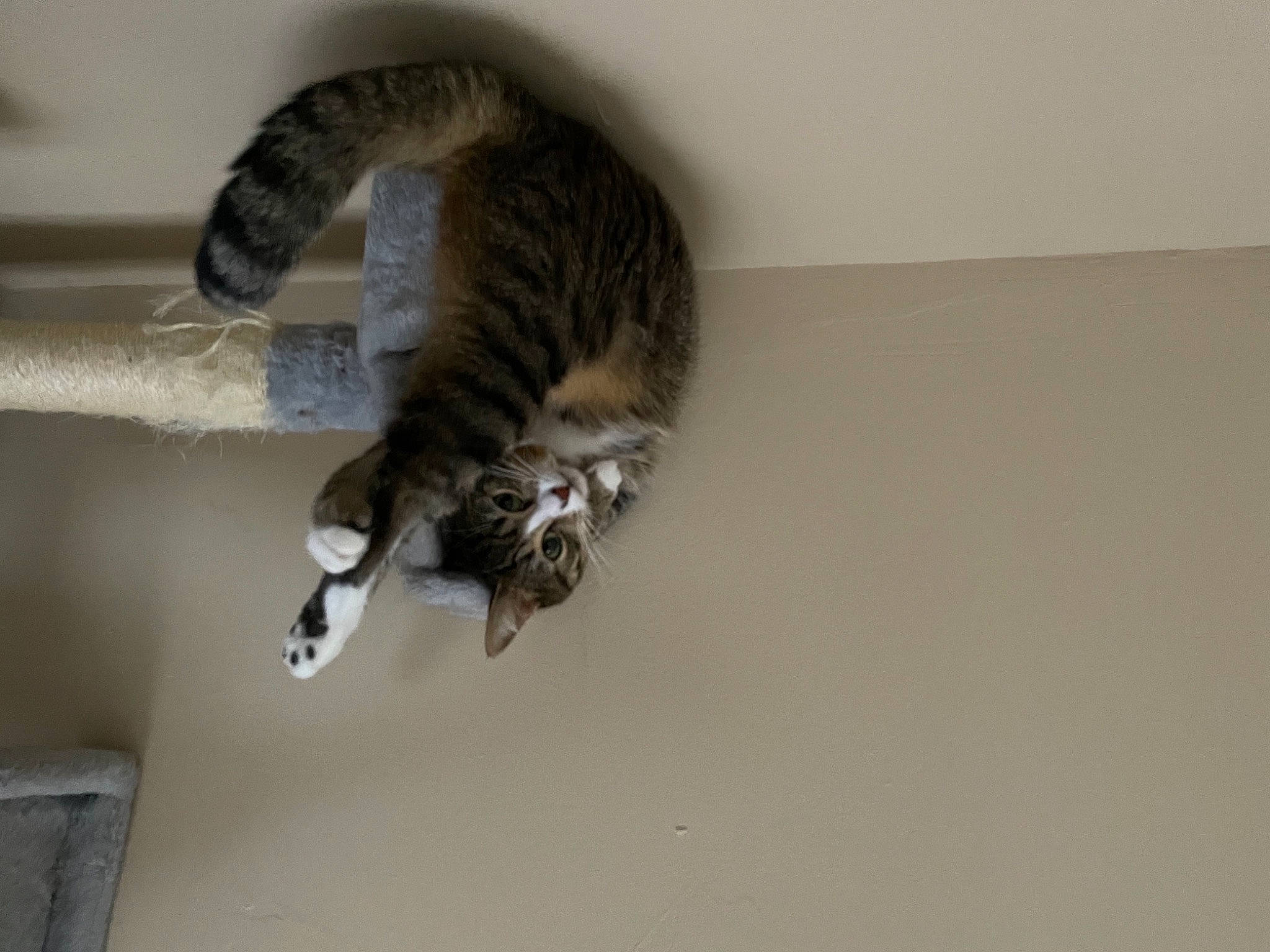 Kenza participe au concours pour gagner de l'argent avec cette photo : carnivore, cat, cat_supply, ceiling, claw, domestic_short_haired_cat, felidae, flooring, fur, hardwood, mammal, paw, pet_supply, room, small_to_medium_sized_cats, tail, terrestrial_animal, whiskers, wood