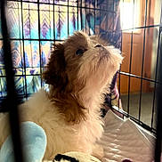 Cinnamon is registered to the contest to win money with this photo: animal, blanket, cage, canine, colorful, cozy, crate, cute, dog, fur, home, indoor, looking_up, pet, puppy, resting, soft_light, toy, window, young_dog