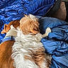 Cinnamon joined the competition — help win amazing prizes! animal, bedroom, blanket, blue_blanket, brown_fur, canine, carpet, collar, cozy, dog, dogs, fluffy, friendship, fur, indoor, pet, relaxing, resting, snuggling, white_fur
