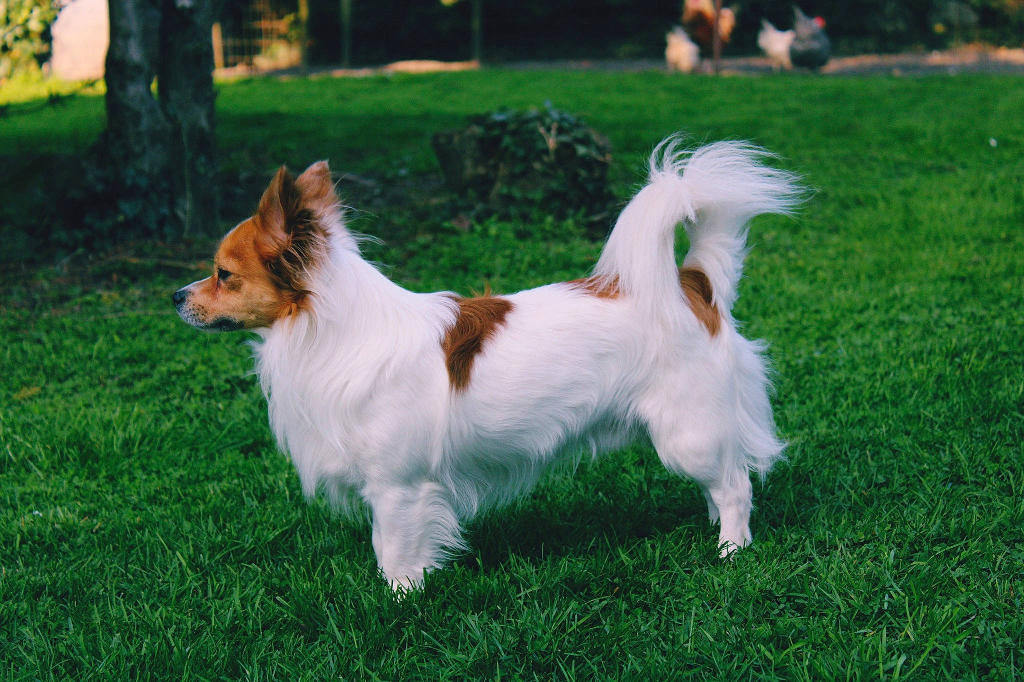 Max participe au concours pour gagner de l'argent avec cette photo : canidae, carnivore, companion_dog, dog, dog_breed, grass, mammal, papillon, phalene, rare_breed_dog, spaniel, sporting_group, tail, terrier, vertebrate