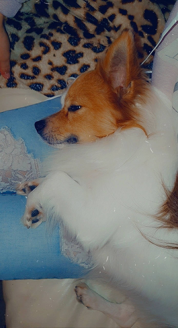 Max participe au concours pour gagner de l'argent avec cette photo : canidae, carnivore, companion_dog, dog, dog_breed, fawn, german_spitz, german_spitz_mittel, mammal, norwegian_buhund, pomeranian, puppy, spitz, sporting_group, thai_bangkaew_dog