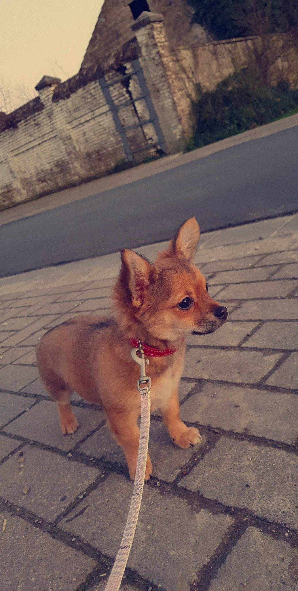 Lila a rejoint le concours — aidez-le/la à gagner de superbes lots ! aspin, canidae, carnivore, carolina_dog, chihuahua, companion_dog, corgi_chihuahua, dog, dog_breed, fawn, korean_jindo_dog, mammal, non_sporting_group, pomeranian, snout, street_dog, tail, vertebrate