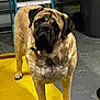 dog, large_dog, mastiff, yellow_mat, garage, workshop, floor, ladder, trash_can, indoor, brown_dog, wrinkled_face, pet, animal, canine, paw, collar, standing, close_up, curious