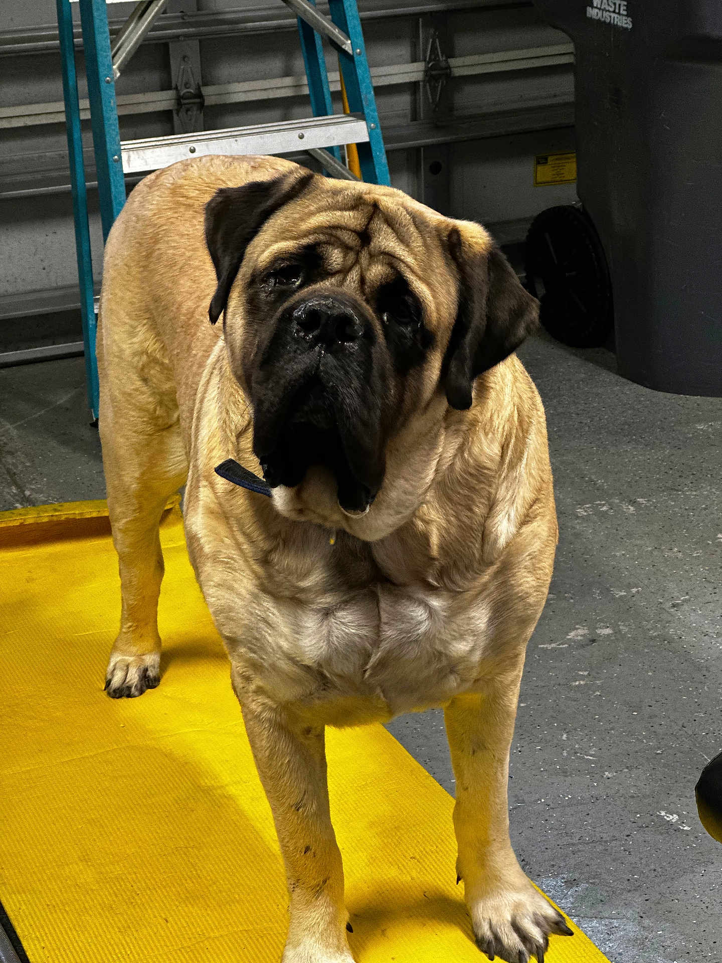 Otis is registered to the contest to win money with this photo: dog, large_dog, mastiff, yellow_mat, garage, workshop, floor, ladder, trash_can, indoor, brown_dog, wrinkled_face, pet, animal, canine, paw, collar, standing, close_up, curious