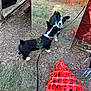 animal, black_and_white, construction_fence, curious, daylight, dirt, dog, ears_up, fence, grass, leash, leash_clip, mirror, nature, outdoor, pet, plant, reflection, wood, young_dog