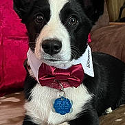 Emmett is registered to the contest to win money with this photo: dog, black_and_white, bow_tie, collar, pet_tag, indoors, blanket, cute, portrait, ears_up, alert, lying_down, furry, canine, domestic_animal, close_up, front_paws, pet, animal, comfortable