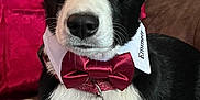 Emmett is registered to the contest to win money with this photo: dog, black_and_white, bow_tie, collar, pet_tag, indoors, blanket, cute, portrait, ears_up, alert, lying_down, furry, canine, domestic_animal, close_up, front_paws, pet, animal, comfortable