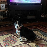 Emmett joined the competition — help win amazing prizes! dog, black_and_white, sitting, large_ears, collar, tag, rug, patterned_rug, living_room, television, dance, people, floor, wooden_furniture, plant, decor, indoor, pet, watching, cozy