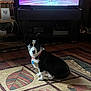 dog, black_and_white, sitting, large_ears, collar, tag, rug, patterned_rug, living_room, television, dance, people, floor, wooden_furniture, plant, decor, indoor, pet, watching, cozy