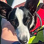 adventure, animal, black_and_white, boat, canine, close_up, curious, dog, ears, kayak, leg, life_jacket, nose, outdoor, person, pet, portrait, summer, sunlight, water