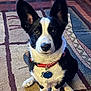 Emmett is registered to the contest to win money with this photo: alert, animal, black_and_white, canine, carpet, collar, companion, cute, dog, domestic_animal, ears, friendly, fur, indoor, looking_at_camera, paw, pet, sitting, tag, young_dog