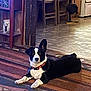 Emmett is registered to the contest to win money with this photo: alert, animal, black_and_white, chair, collar, companionship, curious, cute, decor, dog, domestic, floor, home, indoor, living_room, pet, relaxed, rug, tile_floor, wooden_furniture