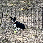 Emmett is registered to the contest to win money with this photo: animal, black_and_white, canine, collar, cute, daytime, dog, domestic_animal, fence, grass, ground, nature, outdoor, pet, play, sitting, small_dog, sunlight, toy, yard