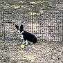 animal, black_and_white, canine, collar, cute, daytime, dog, domestic_animal, fence, grass, ground, nature, outdoor, pet, play, sitting, small_dog, sunlight, toy, yard