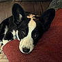 Emmett is registered to the contest to win money with this photo: dog, black_and_white, couch, pillow, pet, ears, nose, fur, relaxing, indoors, close_up, animal, resting, cute, companion, domestic, canine, snout, portrait, comfort