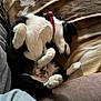 animal, black_and_white, blanket, canine, collar, comfort, cozy, curled_paws, cushion, cute, dog, fur, home, indoors, lying_down, nap, pet, relaxed, resting, sleeping