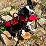 adventure, animal, black_and_white, collar, curious, dog, ear, grass, leash, life_jacket, nature, outdoor, pet, pinecone, puppy, red, rocky_ground, sitting, sunlight, tag
