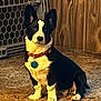 Emmett is registered to the contest to win money with this photo: dog, black_and_white, pet, indoor, carpet, wood_paneling, gate, collar, tag, sitting, ears, animal, cute, canine, domestic, fur, companion, alert, floor, household