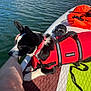 adventure, animal, black_and_white, daytime, dog, lake, leash, leg, life_jacket, outdoor, paddleboard, person, pet, recreation, red, relaxing, safety, summer, sunlight, water