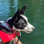 animal, black_and_white, calm, canine, close_up, collar, curious, daylight, dog, ears_up, lake, leash, life_jacket, nature, outdoor, pet, reflection, side_view, summer, water