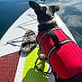 adventure, black_and_white_dog, calm_water, dog, floating, footwear, leash, life_jacket, nature, outdoor, paddle, paddleboard, person_reflection, recreation, red, reflection, sport, summer, sunlight, water