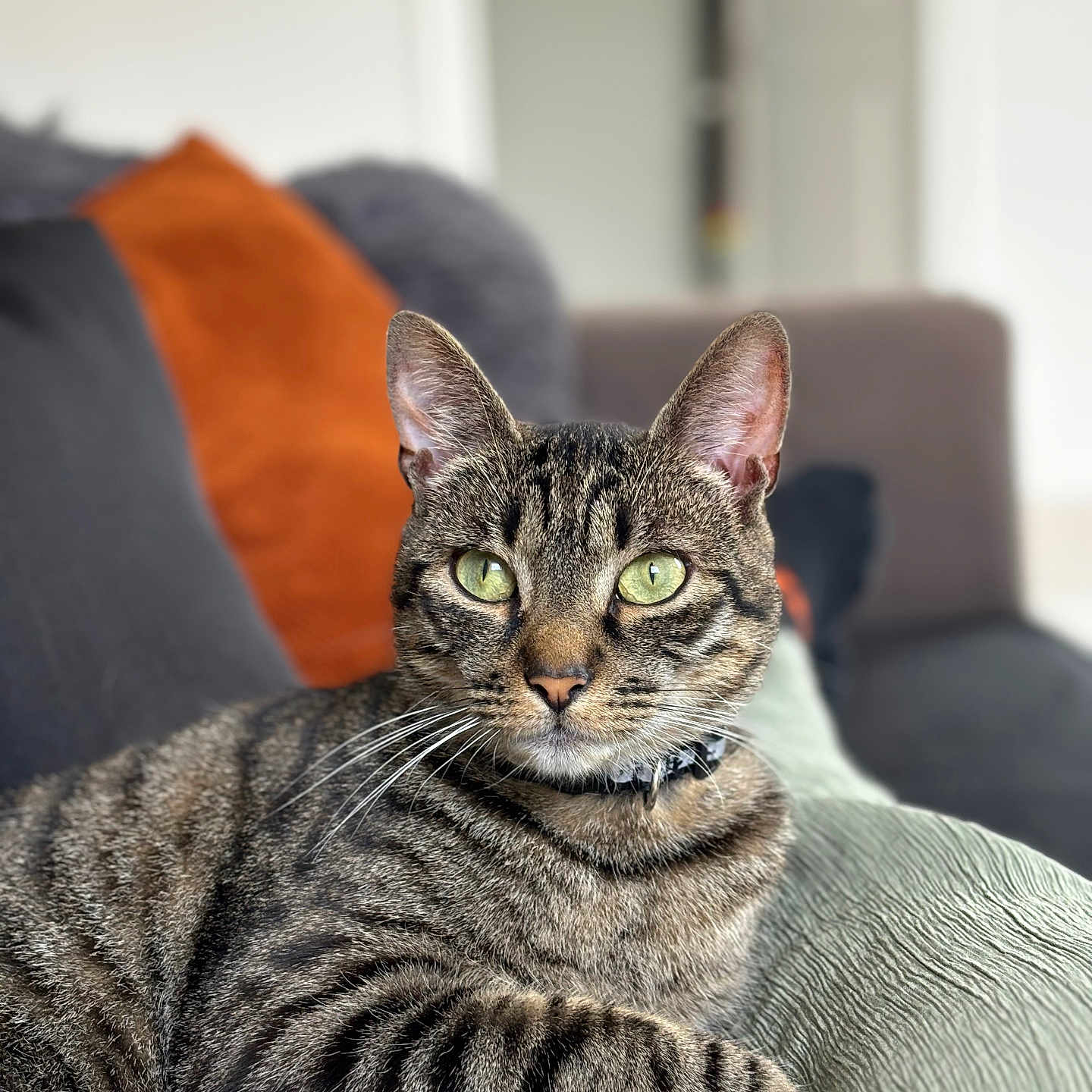 Gilbert participe au concours pour gagner de l'argent avec cette photo : abyssinian, animal, architecture, armchair, building, cat, chair, couch, cushion, furniture, homedecor, indoors, kitten, livingroom, manx, pet, room