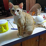 Waffles is registered to the contest to win money with this photo: cat, cat_face, close_up, curious, curtains, decor, domestic, egg_pod, furniture, household_items, indoor, kitchen_counter, orange_tabby, pen, pet, sitting, table, white_paws, wood_cabinet, yellow_container