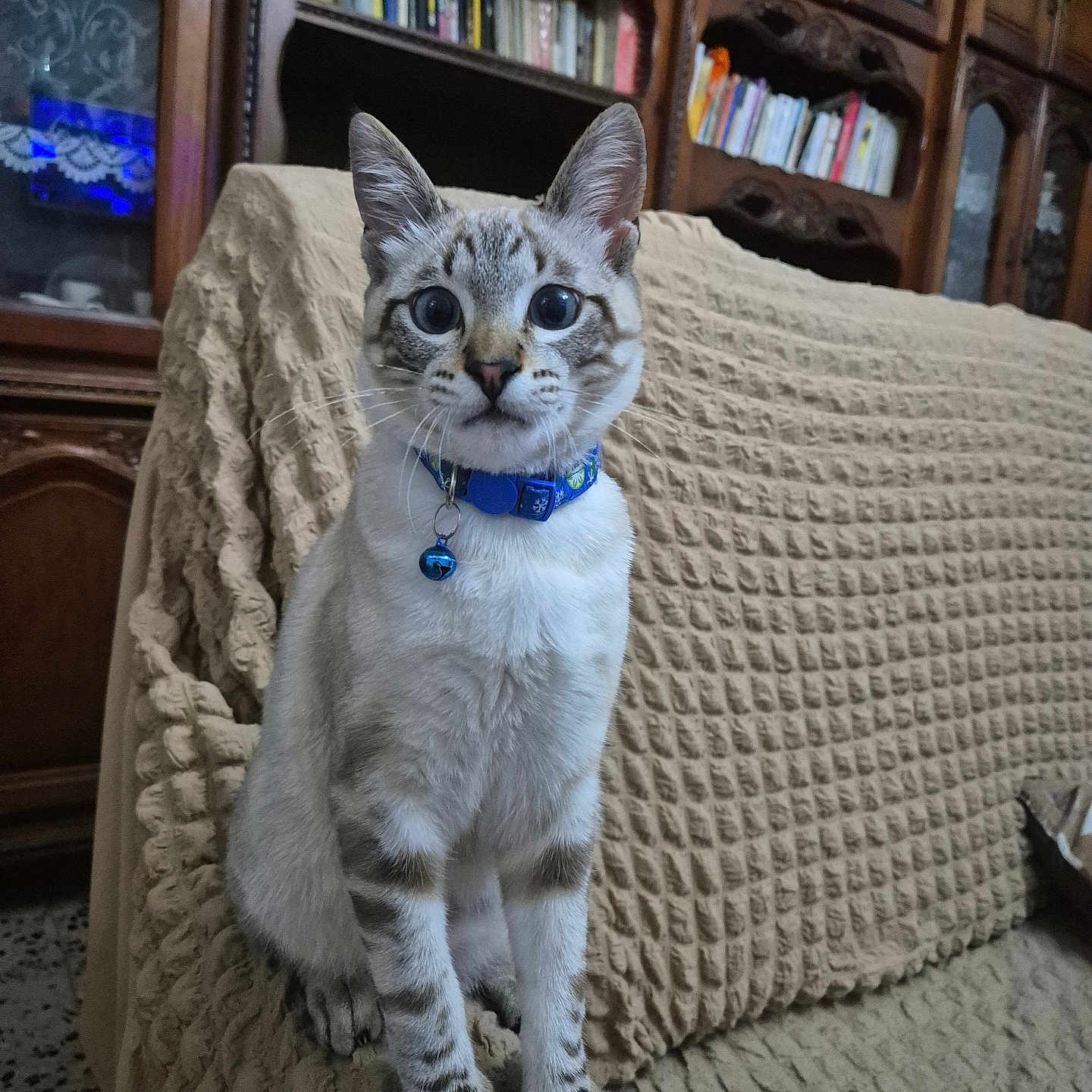 Diablo a rejoint le concours — aidez-le/la à gagner de superbes lots ! bell, books, cat, collar, couch_cover, curious, cute, domestic_animal, feline, furniture, indoor, living_room, pet, portrait, sitting, sofa, striped, tabby, wide_eyes, wooden_bookshelf