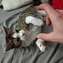 Mosémo is registered to the contest to win money with this photo: animal, bed, cat, closeup, cozy, curious, cute, domestic, feline, fur, hand, human, indoor, interaction, paw, pet, playing, relaxed, soft, whiskers