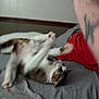 Mosémo joined the competition — help win amazing prizes! animal, bed, bedroom, blur, cat, domestic_cat, feline, fur, gray_bedspread, human_arm, indoor, paw, person, pet, playful, red_shirt, resting, stretching, tattoo, whiskers