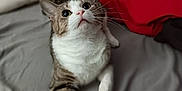 Mosémo is registered to the contest to win money with this photo: animal, bed, cat, closeup, curious, cute, domestic, feline, fur, gray_sheet, indoor, looking_up, paw, pet, red_pillow, resting, soft_light, tabby_cat, whiskers, white_fur