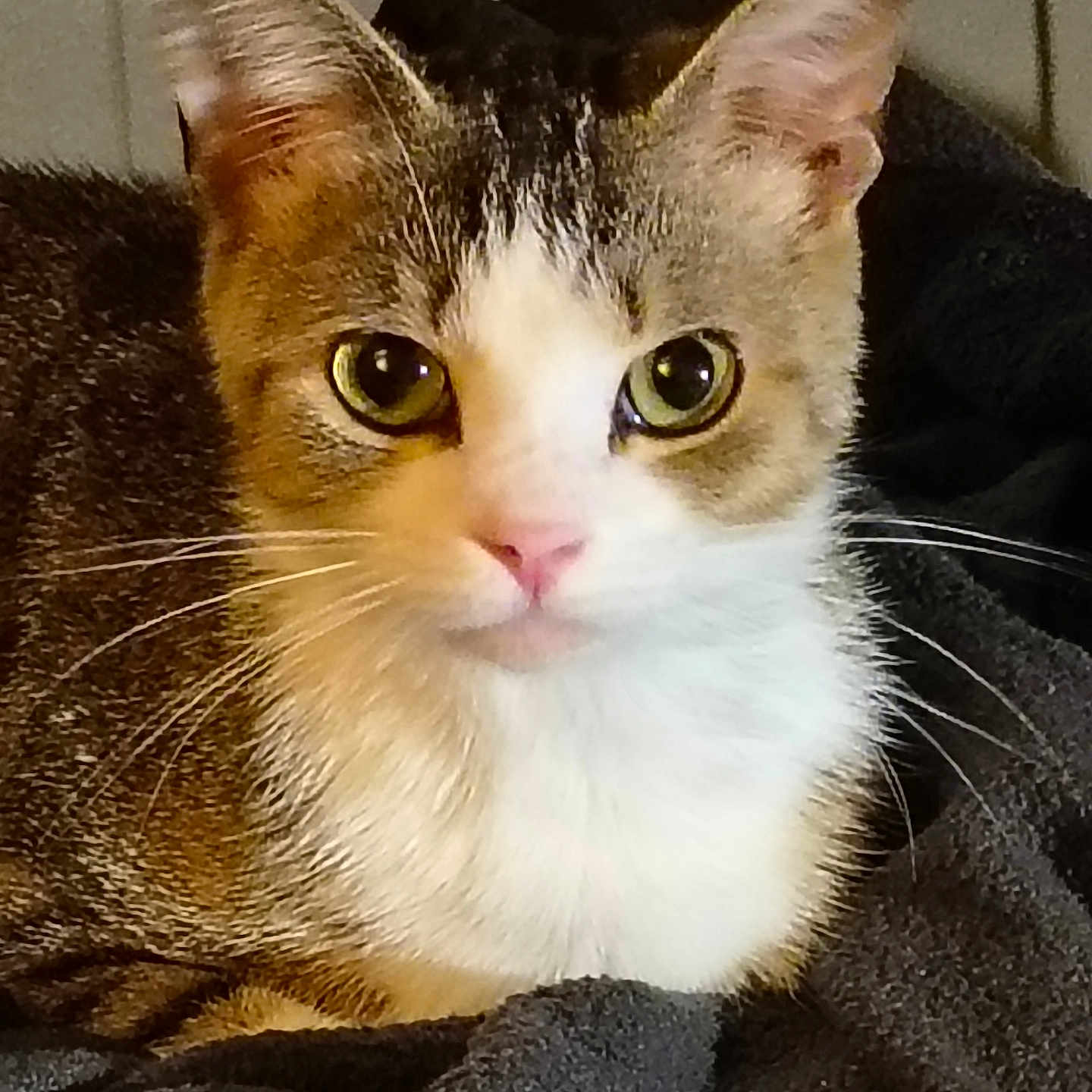 Mosémo joined the competition — help win amazing prizes! animal, blanket, cat, close_up, cozy, curious, cute, domestic_cat, feline, fur, green_eyes, indoor, mammal, pet, pink_nose, portrait, resting, soft_lighting, tabby, whiskers