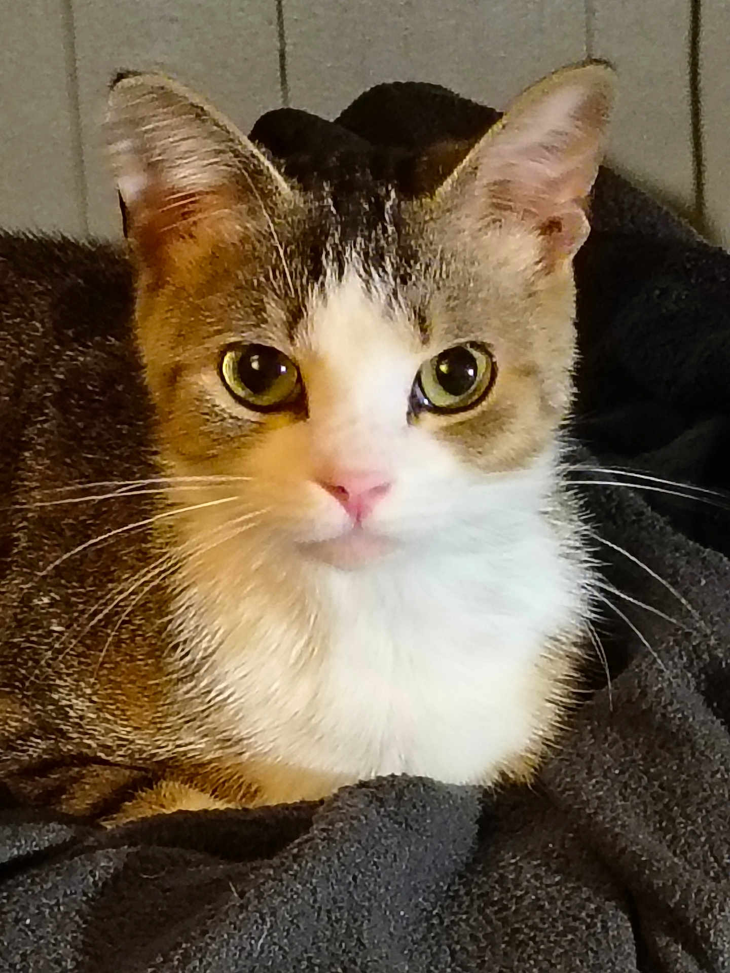 Mosémo joined the competition — help win amazing prizes! animal, blanket, cat, close_up, cozy, curious, cute, domestic_cat, feline, fur, green_eyes, indoor, mammal, pet, pink_nose, portrait, resting, soft_lighting, tabby, whiskers