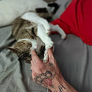 Mosémo is registered to the contest to win money with this photo: animal, bed, cat, claws, closeup, comfort, domestic, feline, gentle, gray_bedspread, hand, indoor, paw, pet, red_fabric, relaxation, resting, sleeping, tattoo, touch