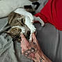animal, bed, cat, claws, closeup, comfort, domestic, feline, gentle, gray_bedspread, hand, indoor, paw, pet, red_fabric, relaxation, resting, sleeping, tattoo, touch