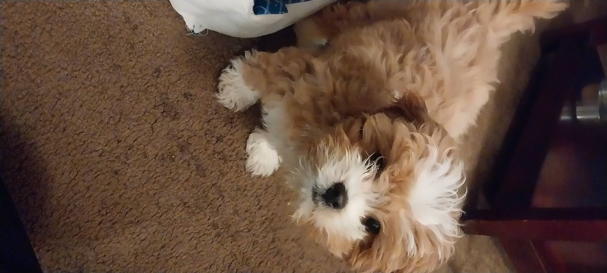 Peanut joined the competition — help win amazing prizes! canidae, carnivore, companion_dog, dog, dog_breed, fur, maltepoo, non_sporting_group, poodle_crossbreed, puppy, shih_poo, small_terrier, snout, soil, sporting_group, terrier, toy_dog, water_dog, working_animal, yorkipoo