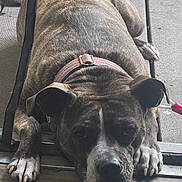 Karma joined the competition — help win amazing prizes! animal, brindle, canine, chair, close_up, collar, dog, domestic, ears, expression, floor, leash, lying_down, outdoor, paws, pet, resting, shoes, tired, wooden_floor