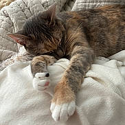 Maisie joined the competition — help win amazing prizes! cat, tortoiseshell_cat, sleeping, relaxed, cozy, blanket, bed, indoors, pet, furry, whiskers, paws, stretched_out, close_up, portrait, soft, calm, warm, resting, cute