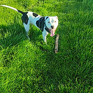 Arkos a rejoint le concours — aidez-le/la à gagner de superbes lots ! dog, pit_bull, black_and_white, grass, outdoor, park, harness, leash, stick, tongue, panting, standing, pet, animal, sunlight, nature, greenery, playful, happy, portrait