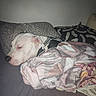 Arkos participe au concours pour gagner de l'argent avec cette photo : dog, sleeping, white_dog, pet, animal, indoors, bed, blanket, couch, pillows, collar, cozy, resting, lying_down, closed_eyes, short_hair, white_fur, home, bedroom, portrait