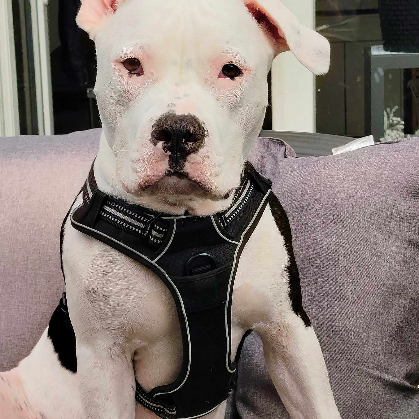 Arkos participe au concours pour gagner de l'argent avec cette photo : dog, puppy, white_dog, portrait, close_up, sitting, harness, couch, indoors, pet, animal, face, eyes, nose, floppy_ears, short_hair, black_and_white, living_room, furniture, photography