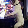 Falcore joined the competition — help win amazing prizes! dog, bar, stool, man, drink, indoor, counter, collar, seated, brown_patch, white_dog, smiling, casual, human, funny, pet, friendship, social, relaxed, evening