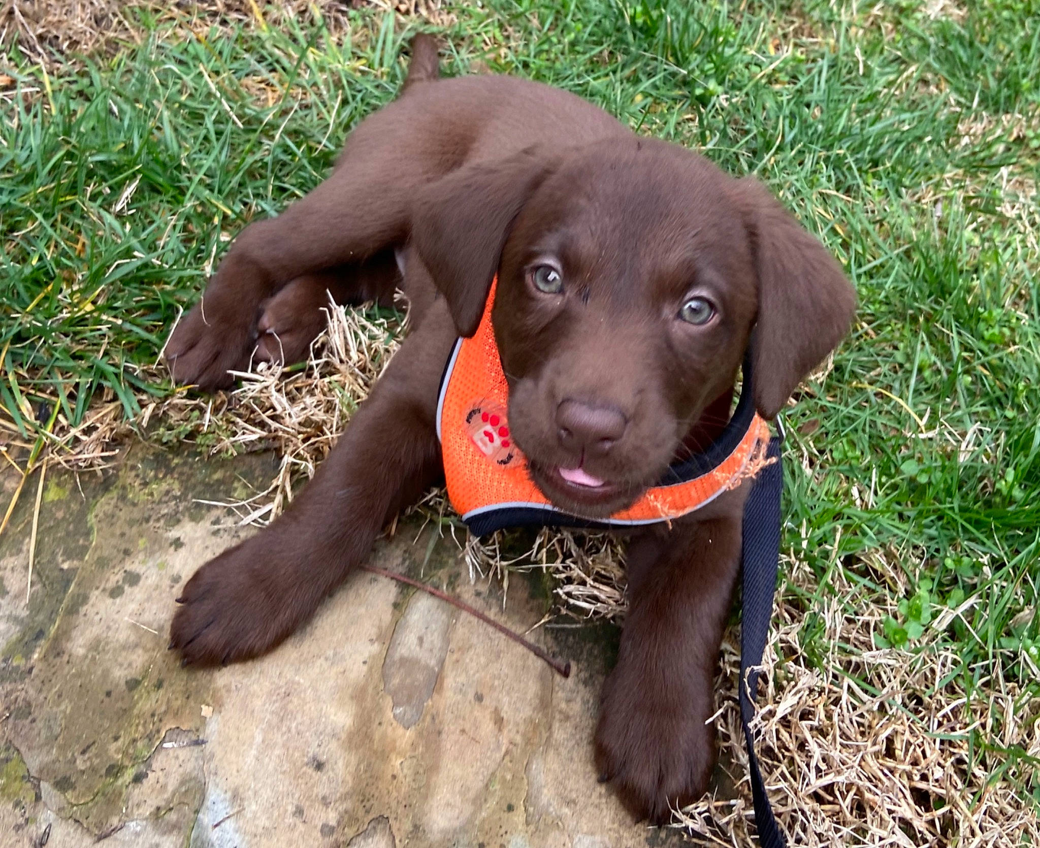 Baby Bonnie is registered to the contest to win money with this photo: beagador, canidae, carnivore, companion_dog, dog, dog_breed, german_longhaired_pointer, gun_dog, hunting_dog, labrador_retriever, liver, mammal, patterdale_terrier, pointing_breed, puppy, rare_breed_dog, retriever, snout, sporting_group, vertebrate