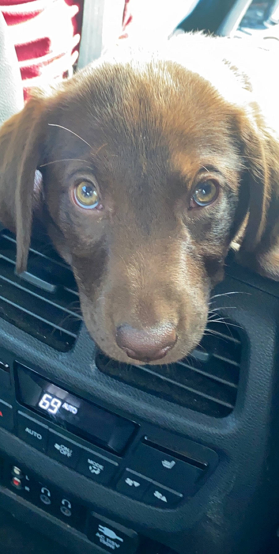 Baby Bonnie is registered to the contest to win money with this photo: beagador, canidae, carnivore, dog, dog_breed, fawn, labrador_retriever, liver, patterdale_terrier, pointing_breed, puppy, retriever, snout, sporting_group, whiskers