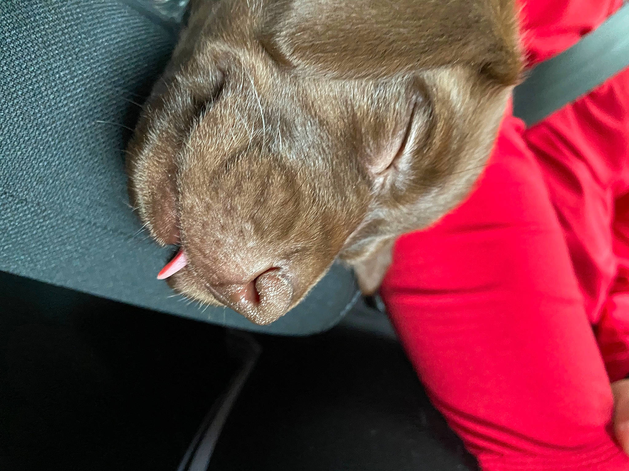 Baby Bonnie is registered to the contest to win money with this photo: carnivore, cat, ear, snout, sporting_group, weimaraner, whiskers